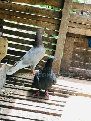 Pigeons