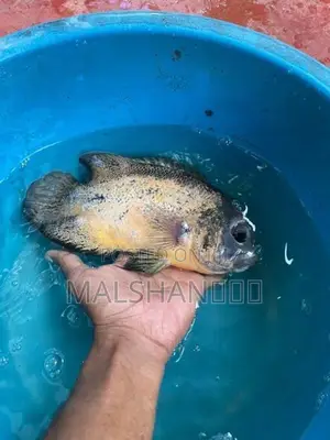 Oscar Fish