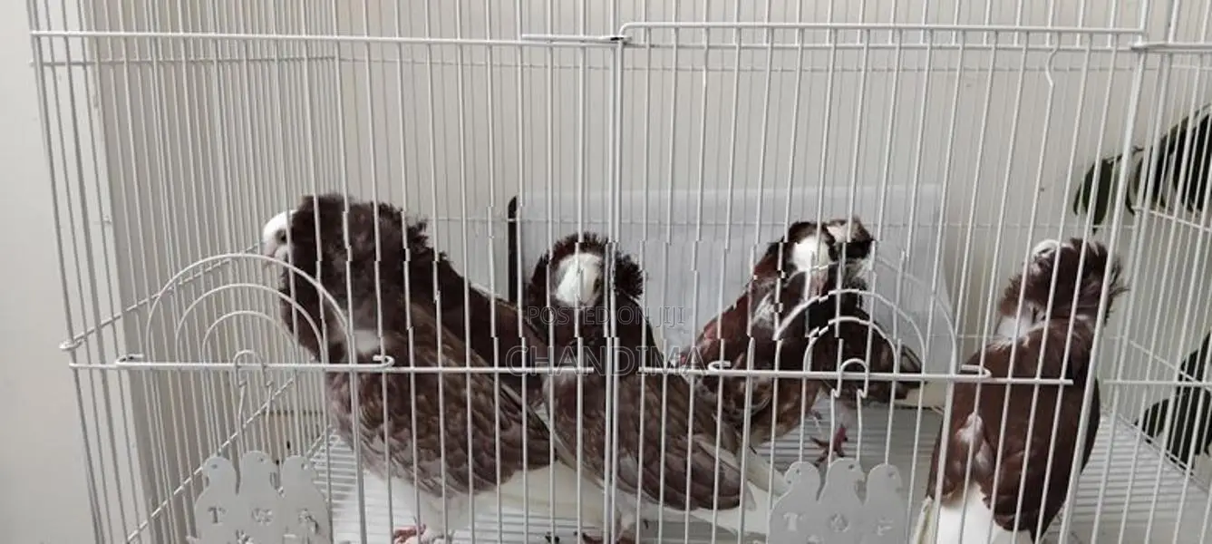 Fancy Pigeons