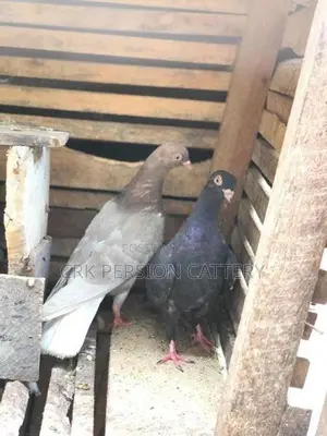 Pigeons