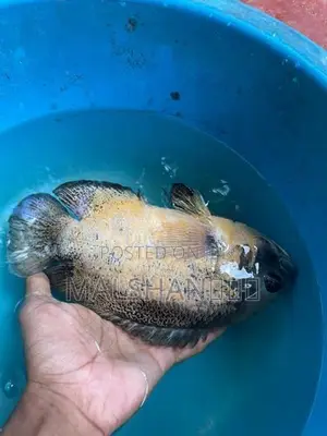 Oscar Fish