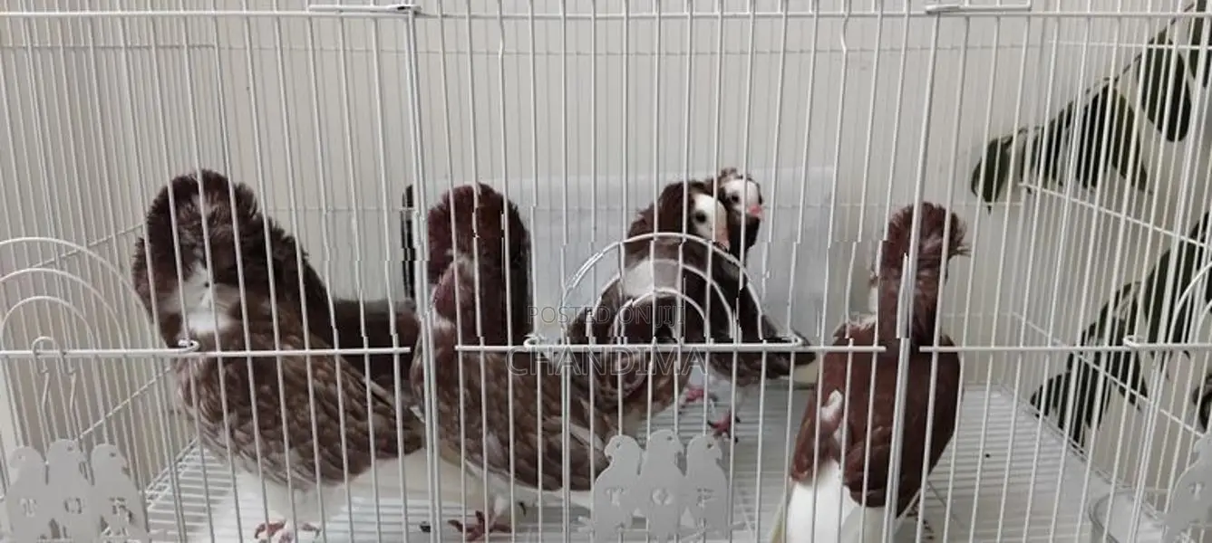 Fancy Pigeons