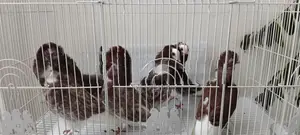 Fancy Pigeons