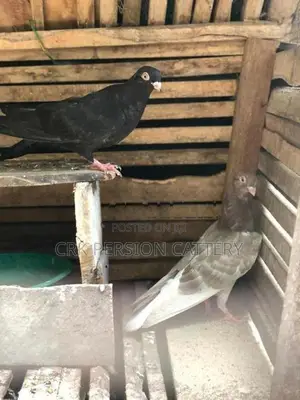 Pigeons