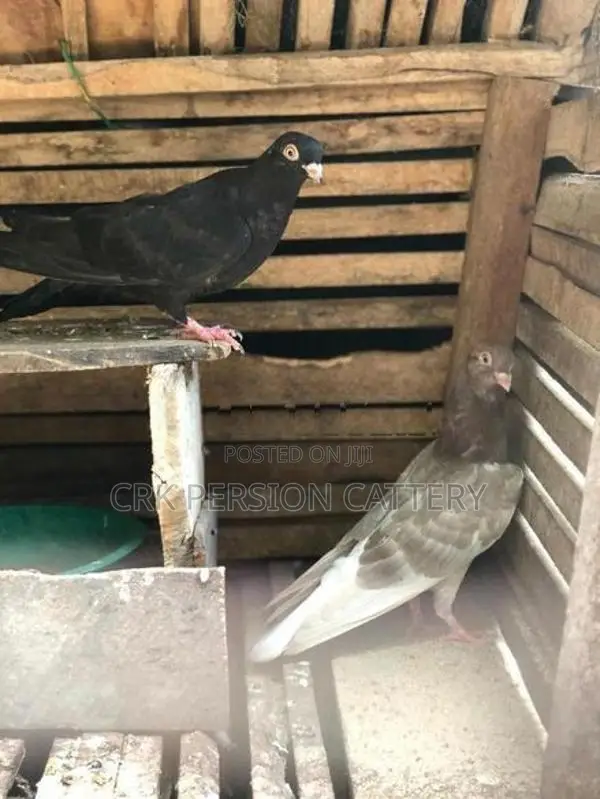 Pigeons