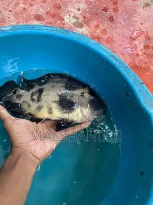 Oscar Fish