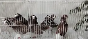 Fancy Pigeons