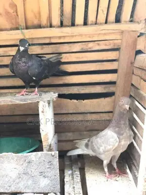 Pigeons