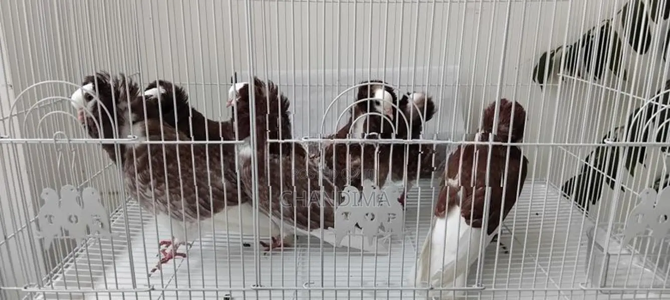 Fancy Pigeons
