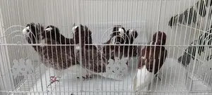 Fancy Pigeons