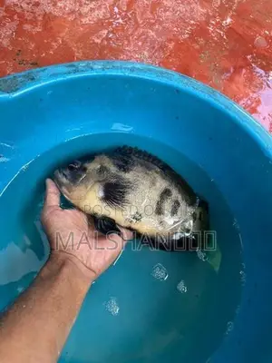 Oscar Fish