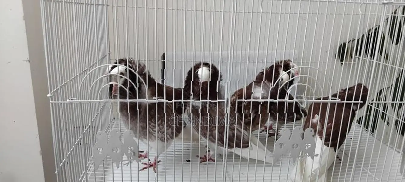 Fancy Pigeons