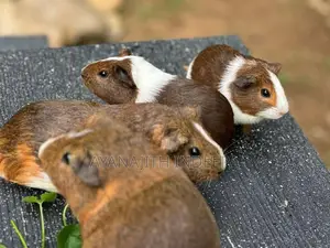 Guinea Pig