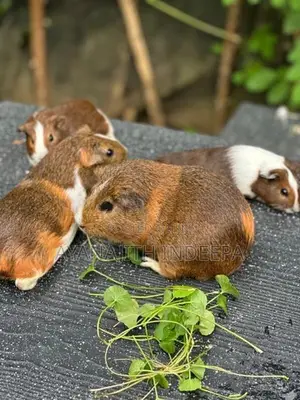 Guinea Pig