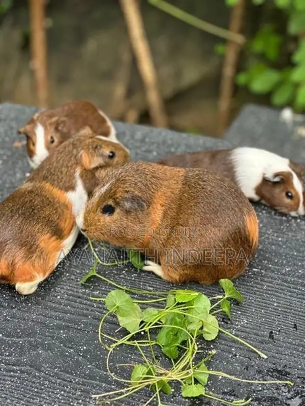 Guinea Pig