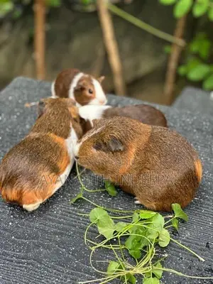 Guinea Pig