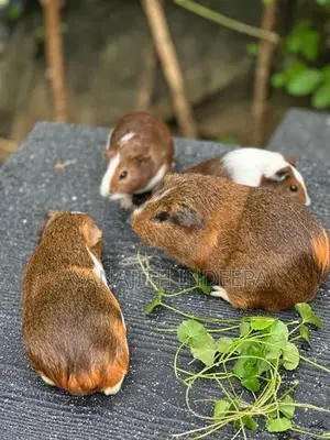 Guinea Pig
