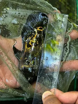 Tiger Oscar