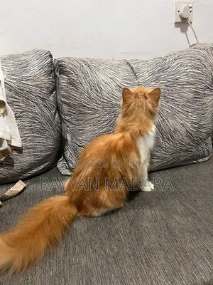 Persian Cat Ginger