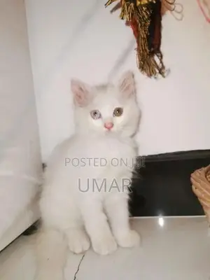 Persian Kittens