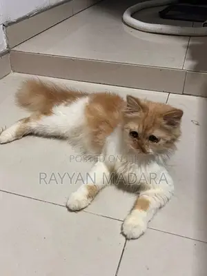 Persian Cat Ginger