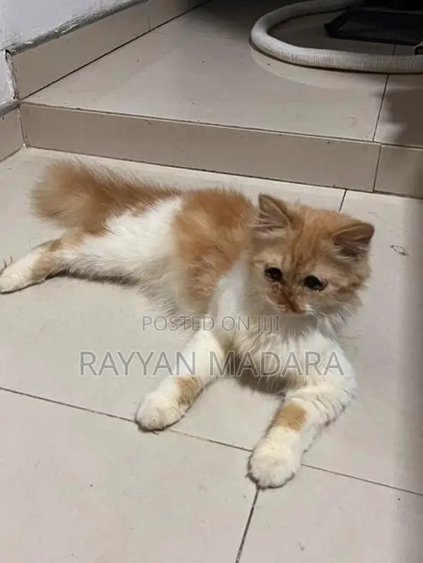 Persian Cat Ginger