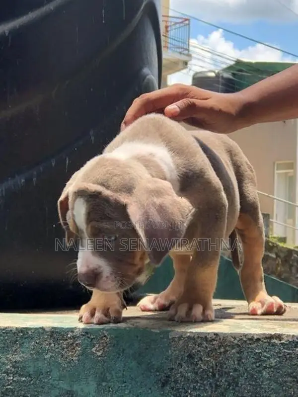American Bully Dog