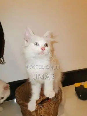 Persian Kittens