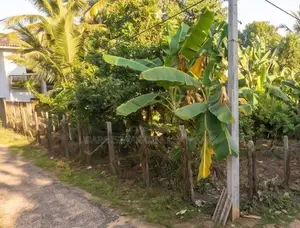 Land for Sale in Homagama