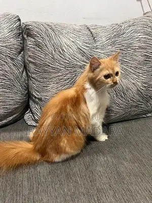 Persian Cat Ginger
