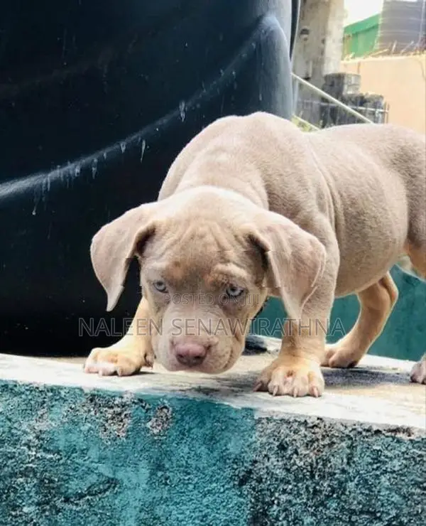 American Bully Dog