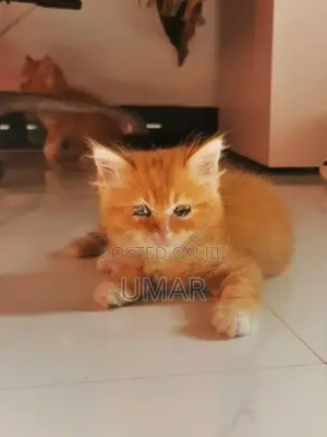 Persian Kittens