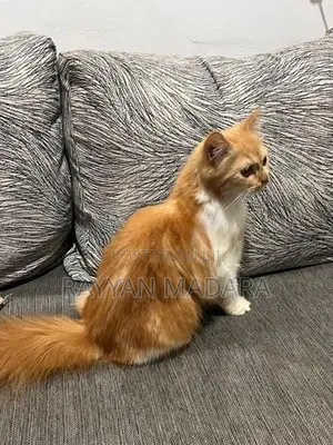 Persian Cat Ginger