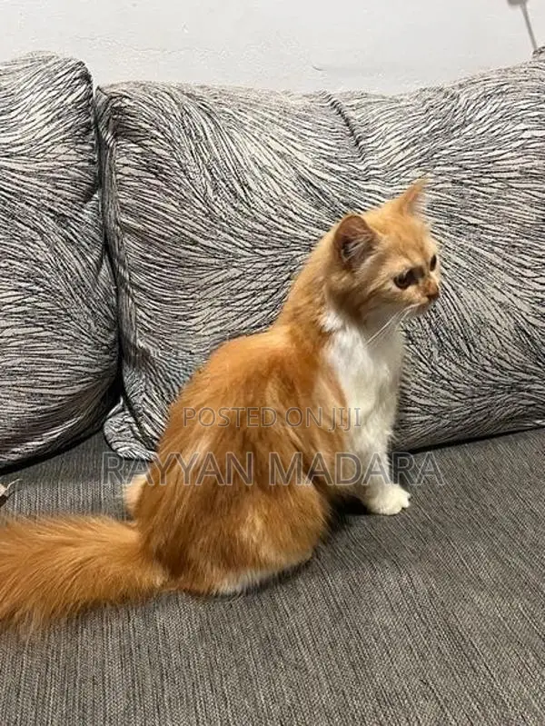 Persian Cat Ginger