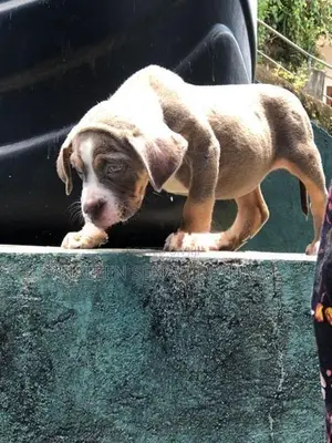 American Bully Dog