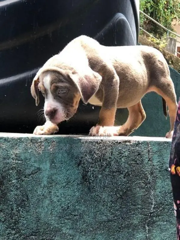 American Bully Dog