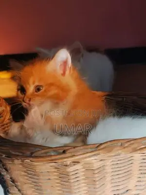 Persian Kittens