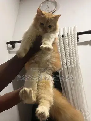 Persian Cat Ginger