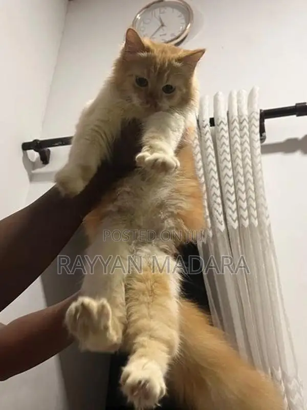Persian Cat Ginger