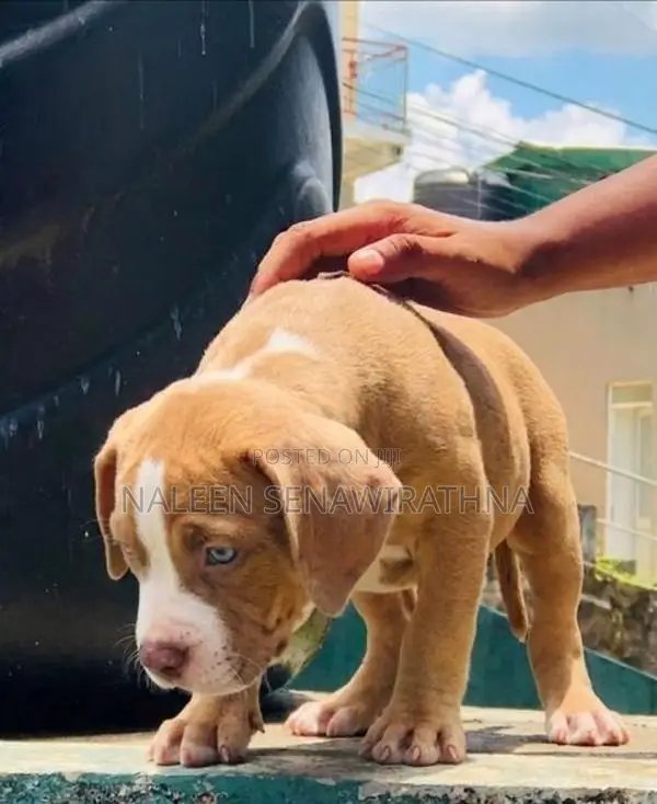 American Bully Dog