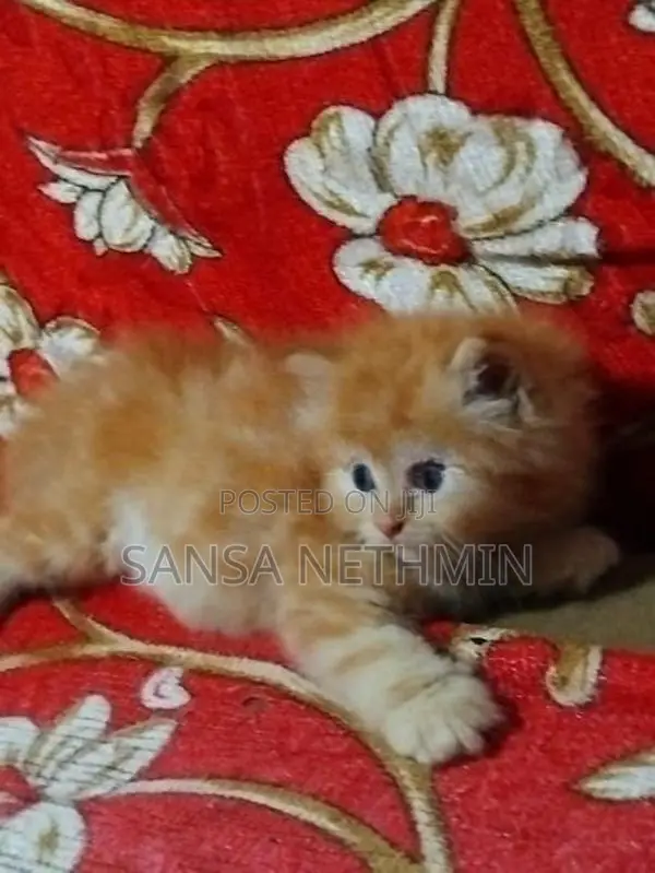 Persian Cat