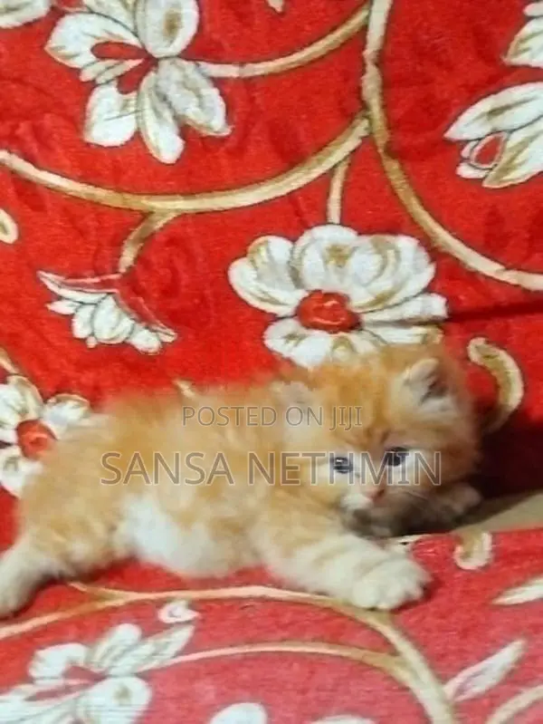 Persian Cat