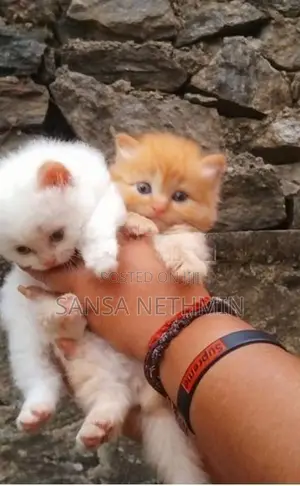 Persian Cat