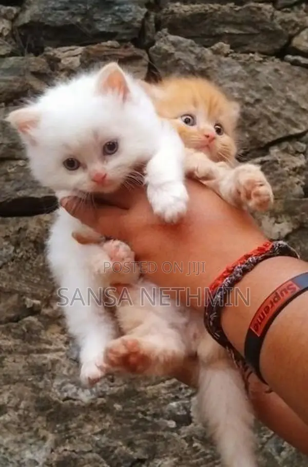 Persian Cat