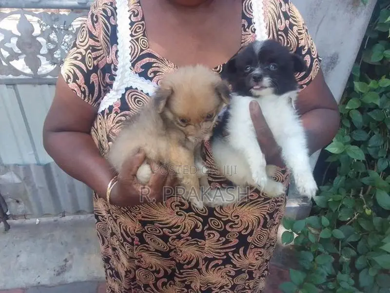 Pommeranian Puppies