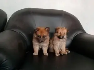 Pommeranian Puppies