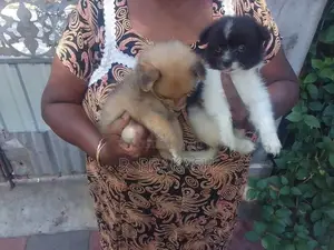 Pommeranian Puppies