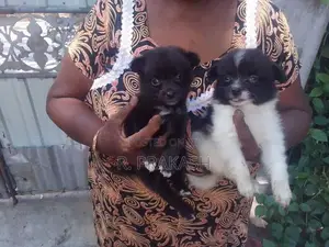 Pommeranian Puppies