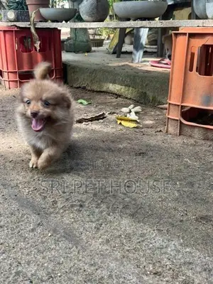 Pommeriyan Puppies
