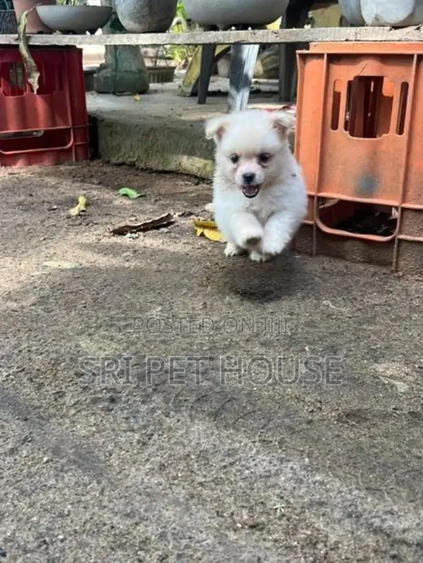 Pommeriyan Puppies